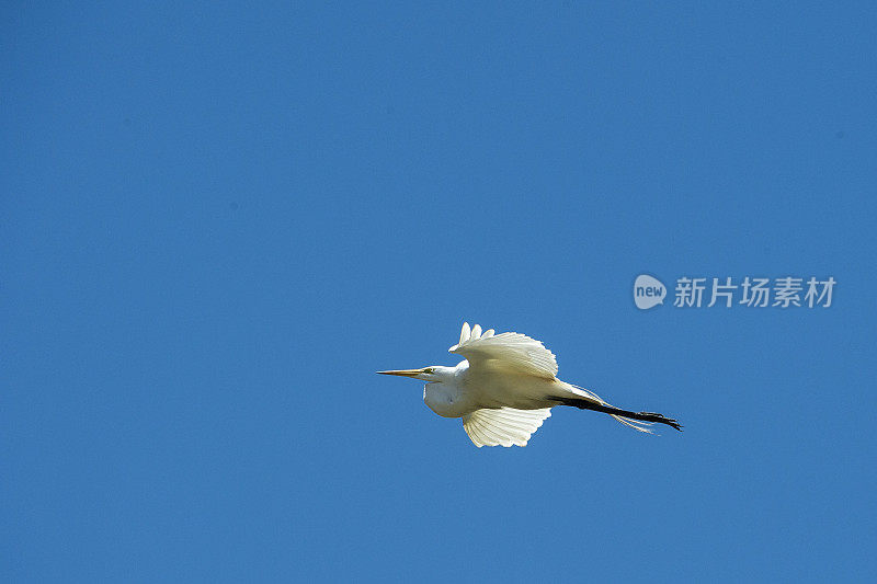 埃尔霍恩沼泽筑巢区上空飞行中的大白鹭