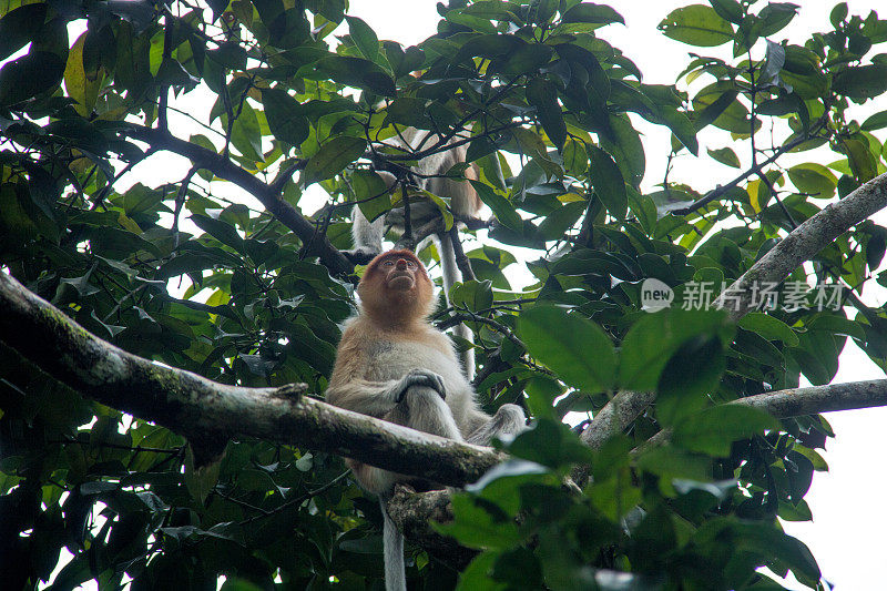 马来西亚:长鼻猴