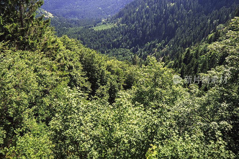 孚日山脉，阿尔萨斯，洛林，法国东北部风景森林风景-拍摄中等格式的电影