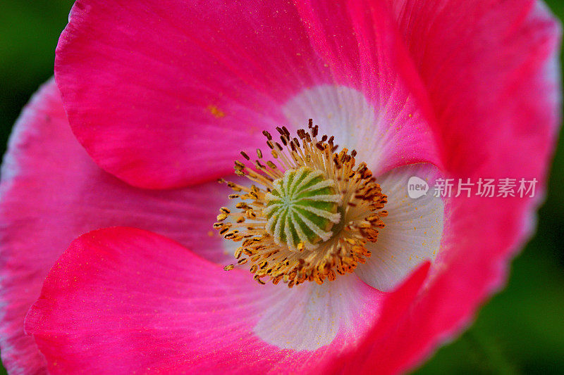 雪莉罂粟花的特写照片与焦点在雌蕊和雄蕊