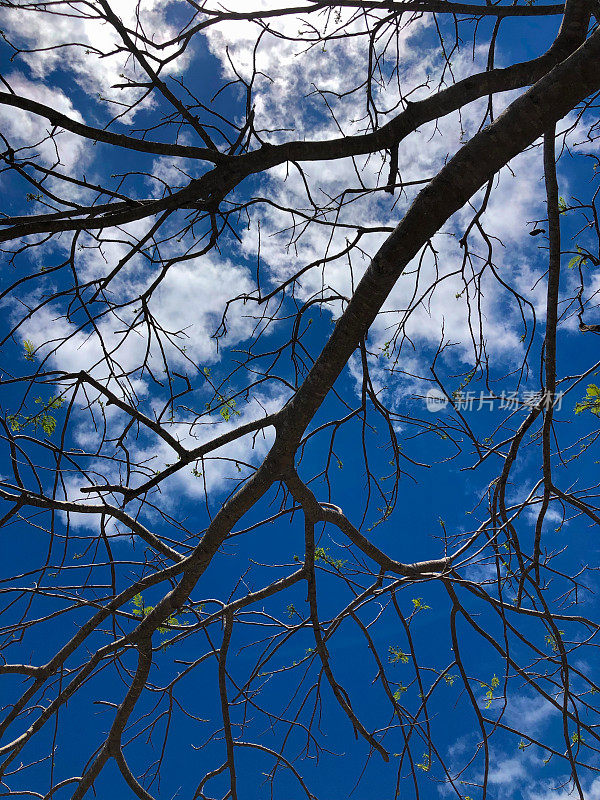 蓝天下光秃秃的树枝