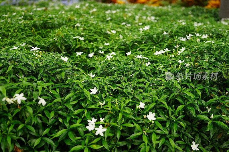 特写天竺葵紫薇茉莉仙人掌