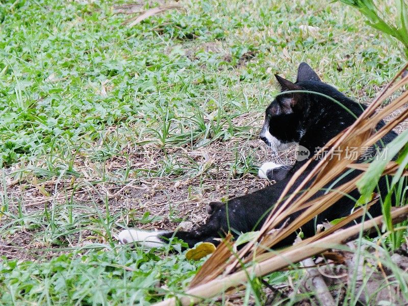 黑白家猫躺在地板上