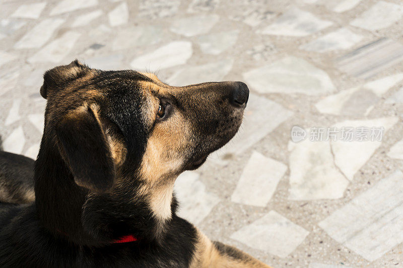 小狗德国牧羊犬