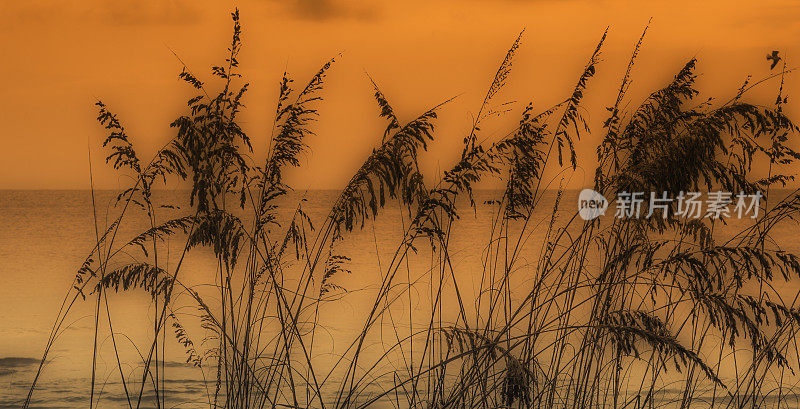 日落黄金时间的海燕麦-散焦-梦幻，大气，空灵