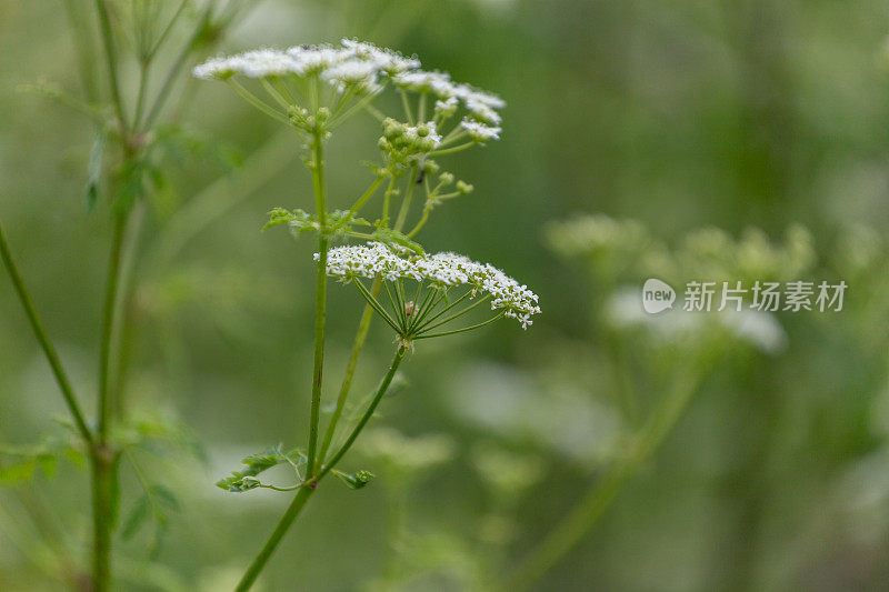 毒芹植物