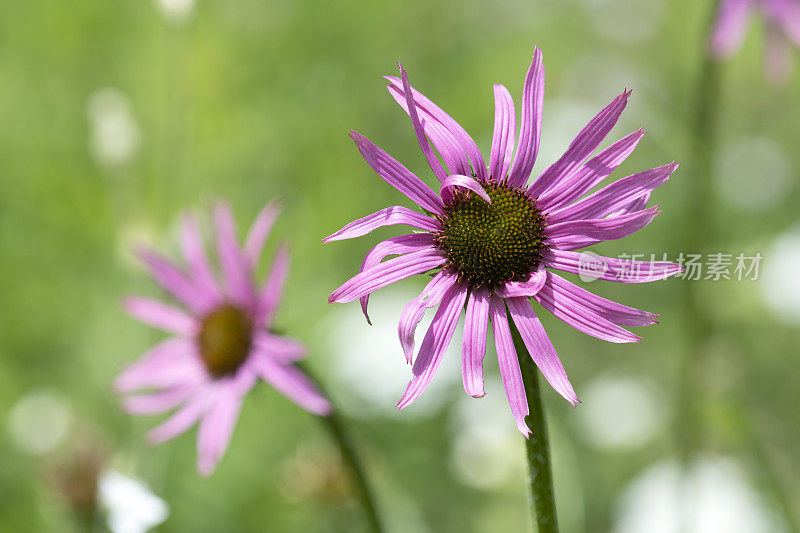 松果菊