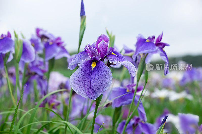 紫色的虹膜花