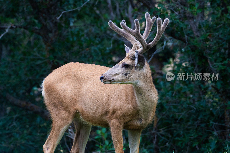 雄鹿近距离吃草，四处张望