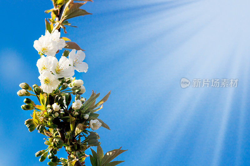 花树在自然蓝天背景与太阳春天的背景。空间的文本