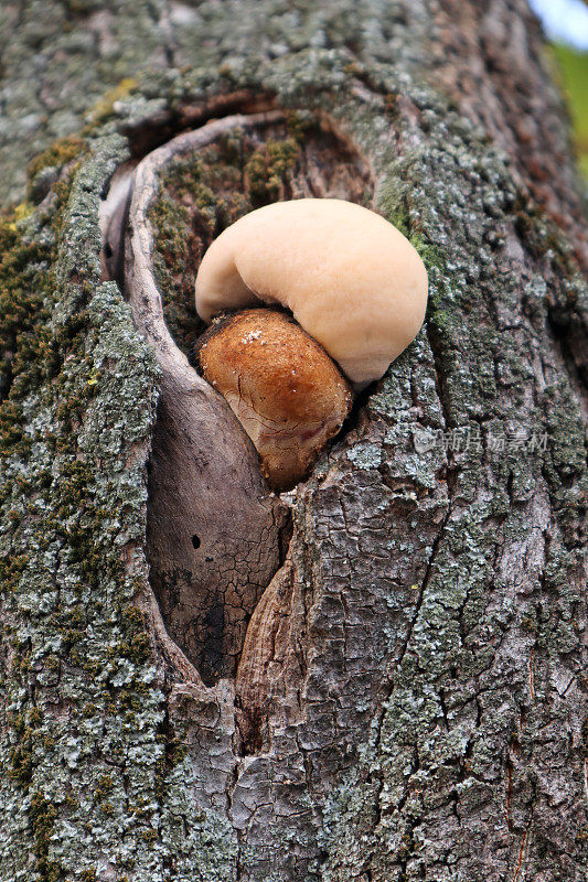 秋天树林里的蘑菇