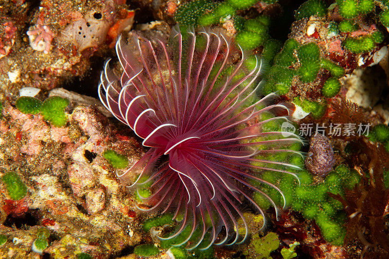 热带水族馆，热带水域海葵大近距离触须