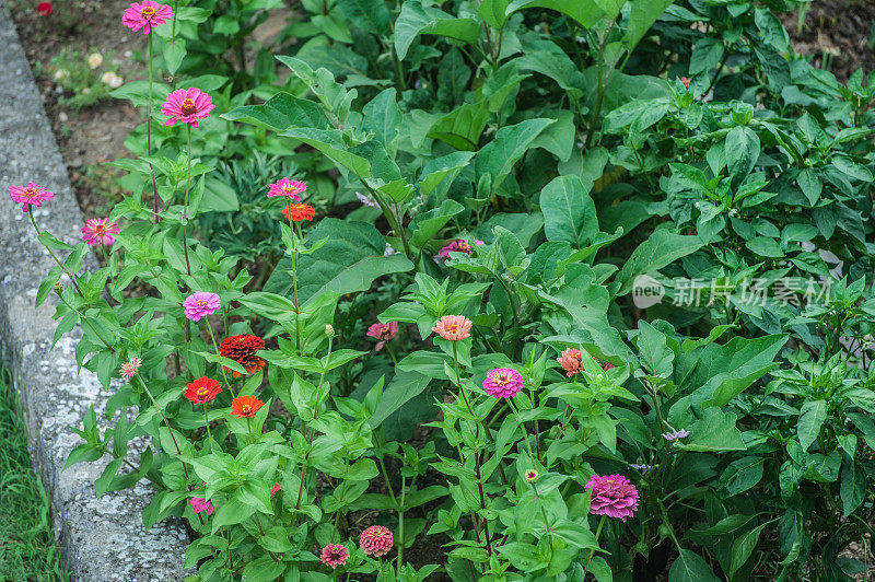 夏季菜园中，茄子和辣椒附近百日菊开花