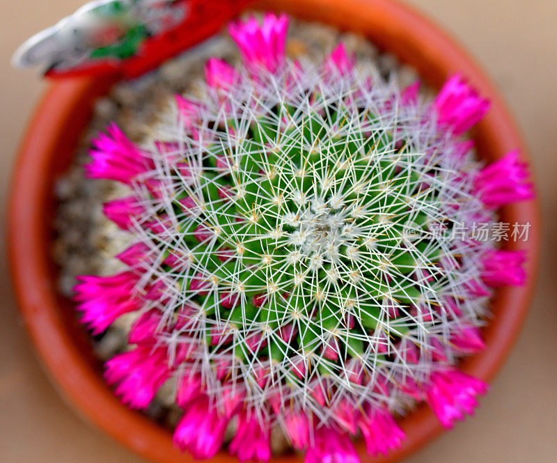 仙人掌的花