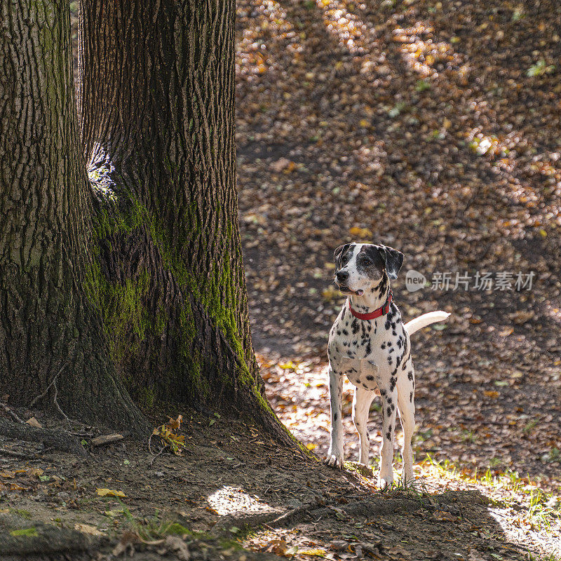公园里的斑点狗。