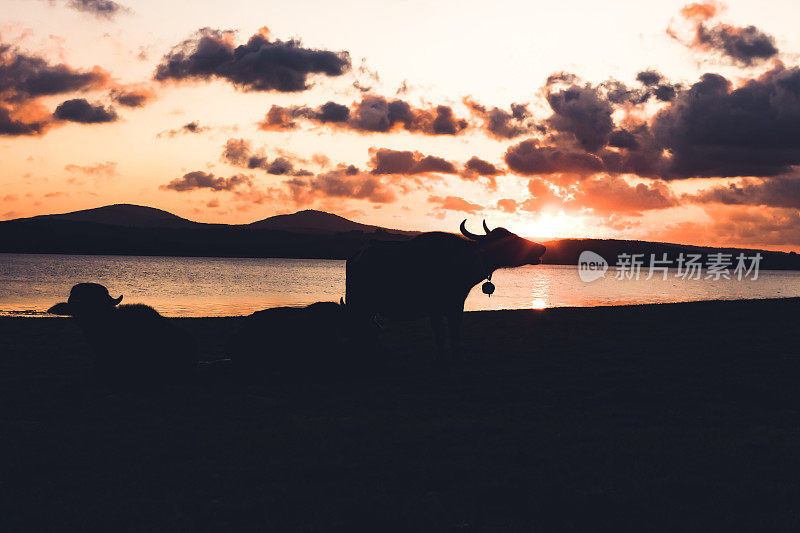 在日落前的剪影与海和牛