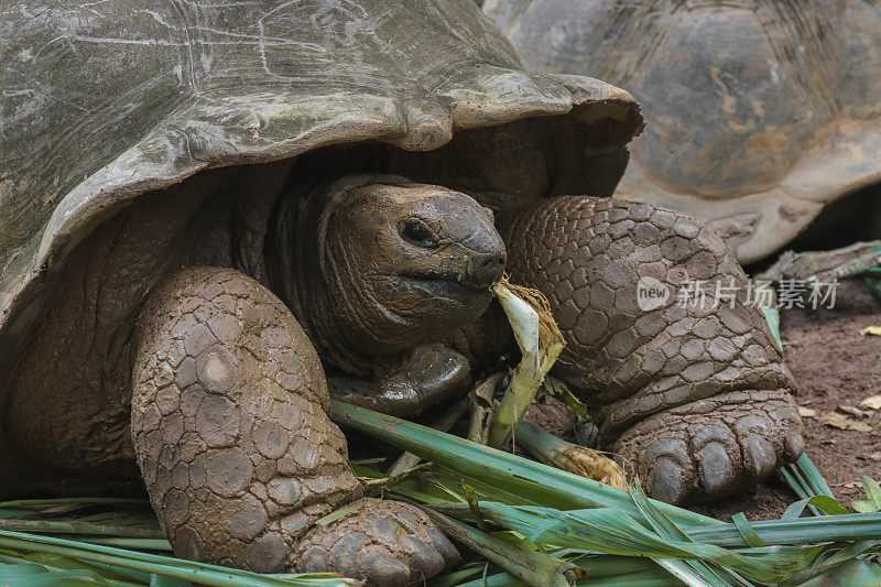 在塞舌尔喂养巨龟