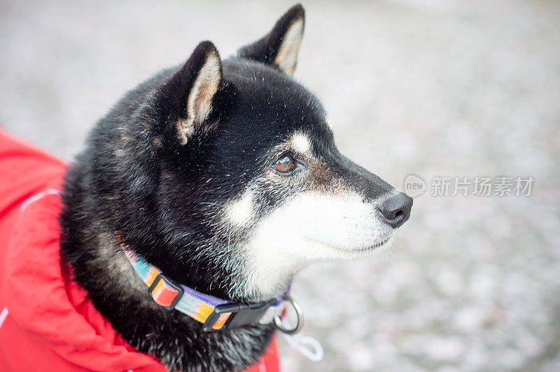 日本日本柴犬