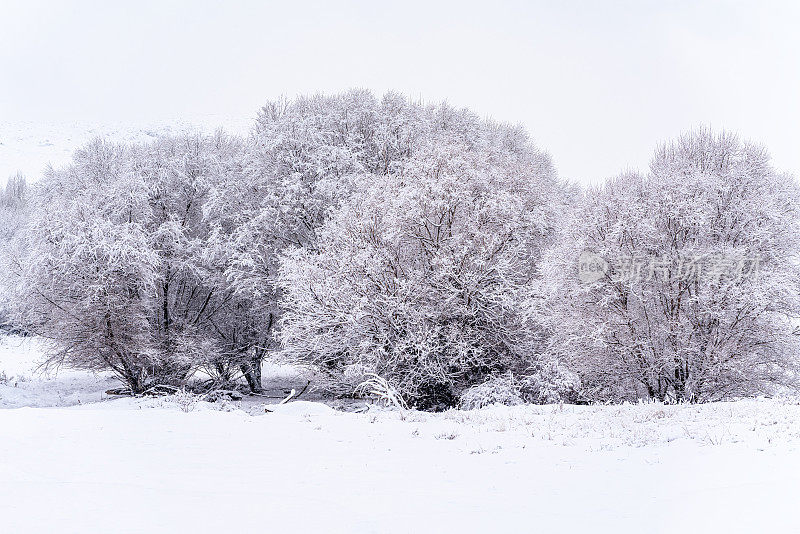 树在冬天，下雪