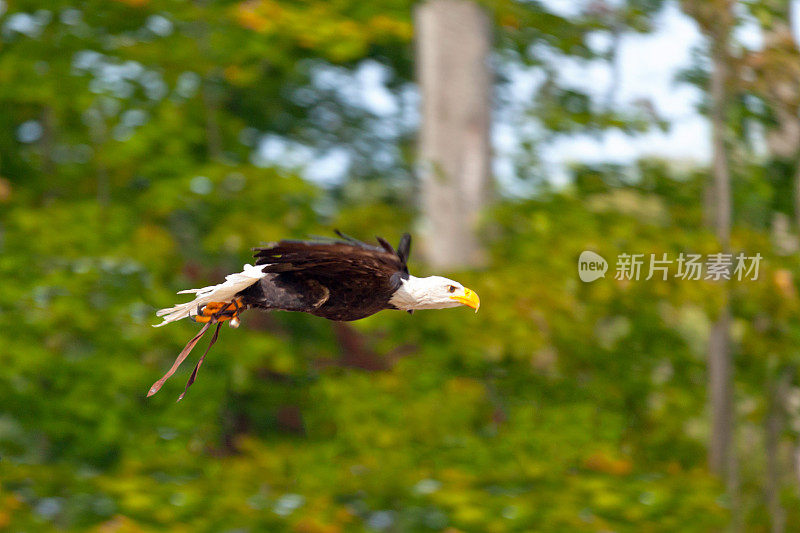 秃鹰飞