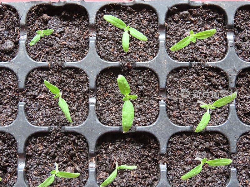 塑料花盆里的植物