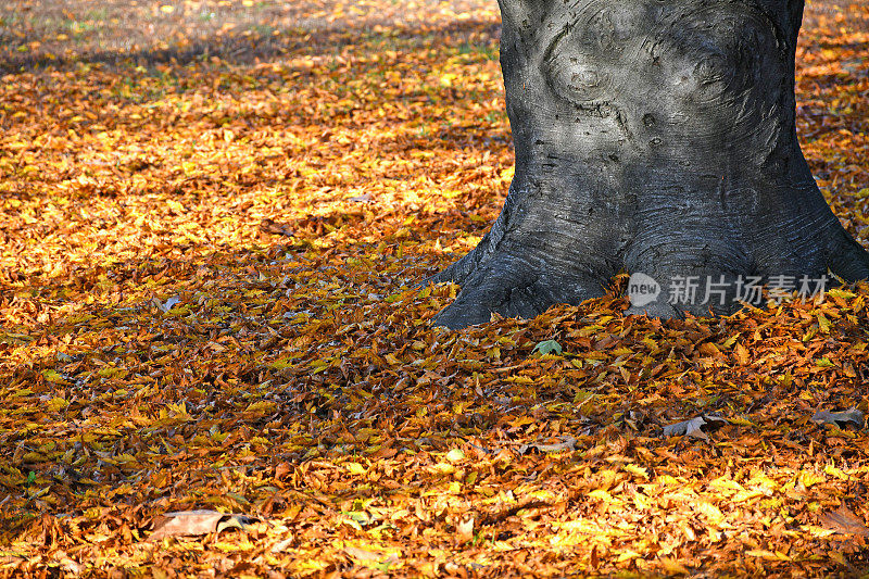 树上的落叶在秋天的时候