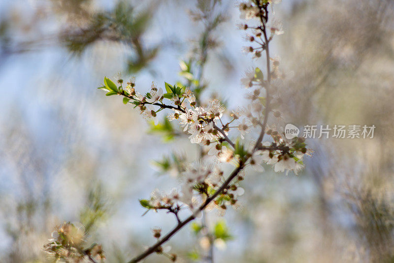 野生樱花