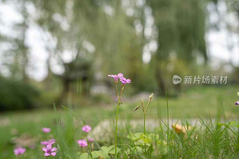 中国花园里的野花