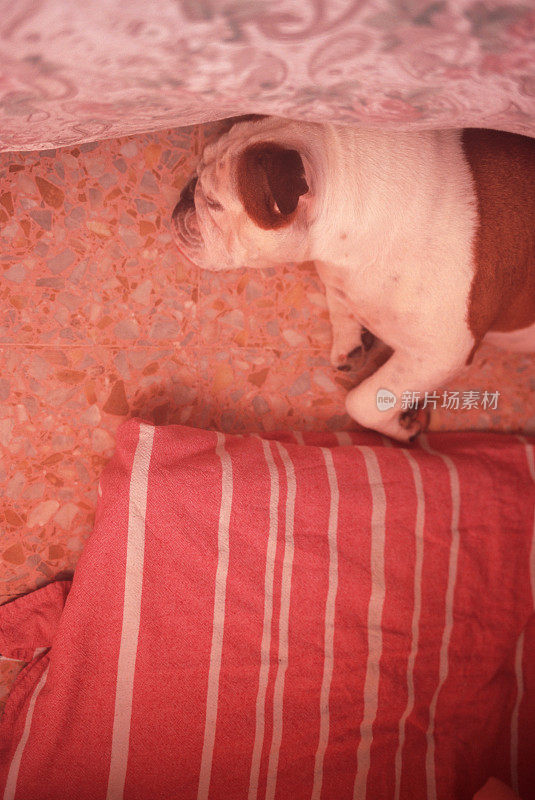 斗牛犬在优雅的织物地板上休息