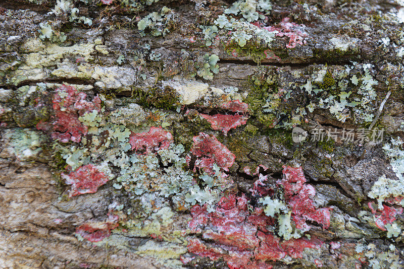 红色的Lichen