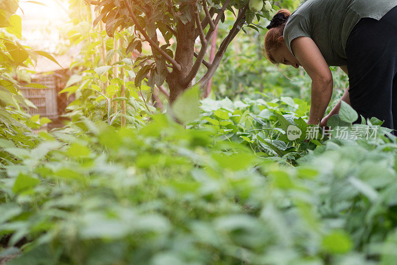 成熟的女人采摘青豆在素食花园