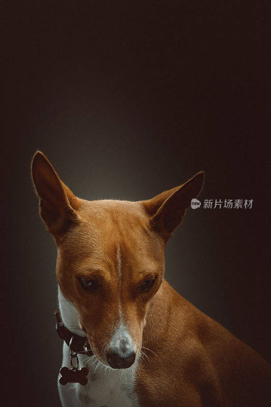 巴辛吉梗犬