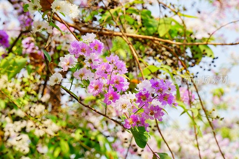 茵黄素或大叶紫薇花