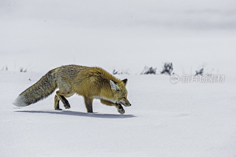 红狐、黄狼，在黄石国家公园的雪地里狩猎，WY