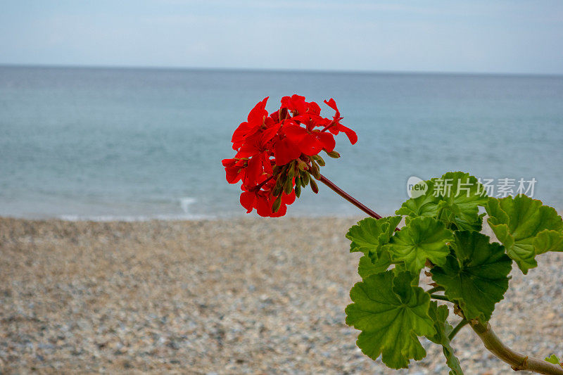 装饰性的红色的花