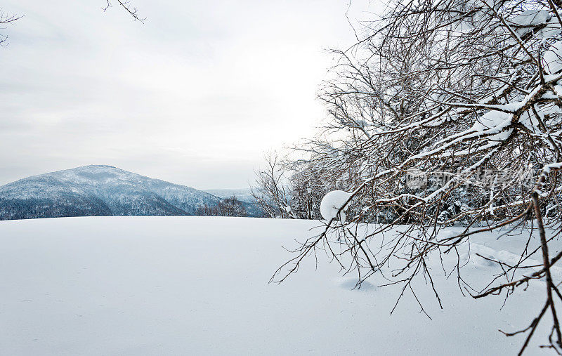 山上的树枝覆盖着雪