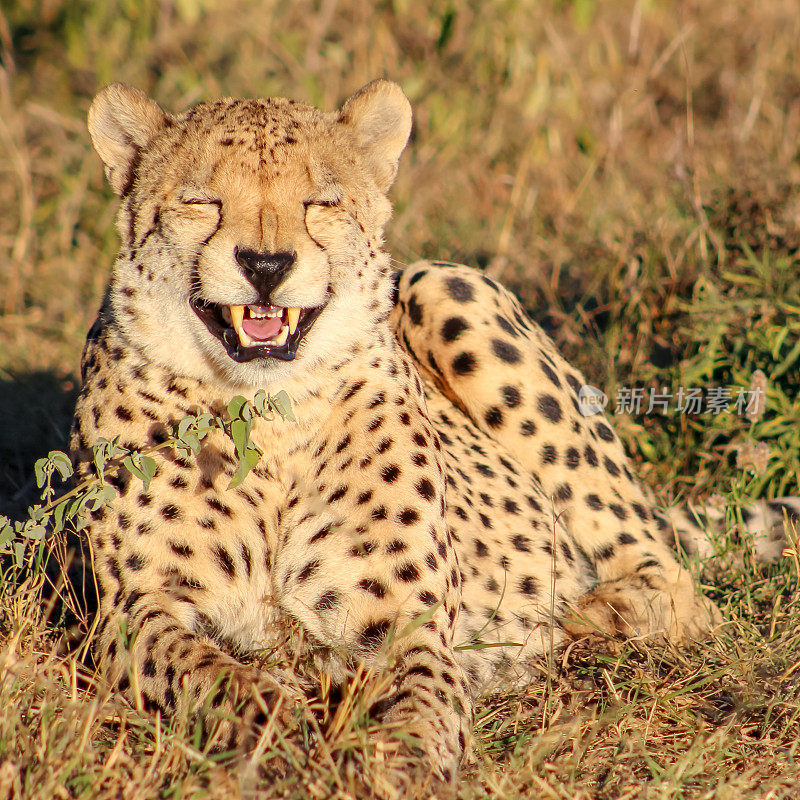 非洲Madikwe野生动物保护区的猎豹