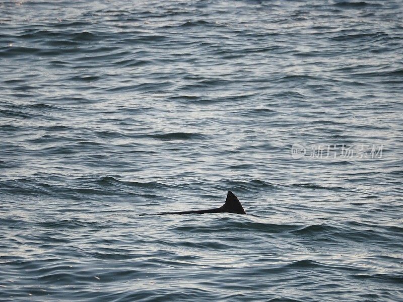 波浪形海洋中的黑色海豚鳍