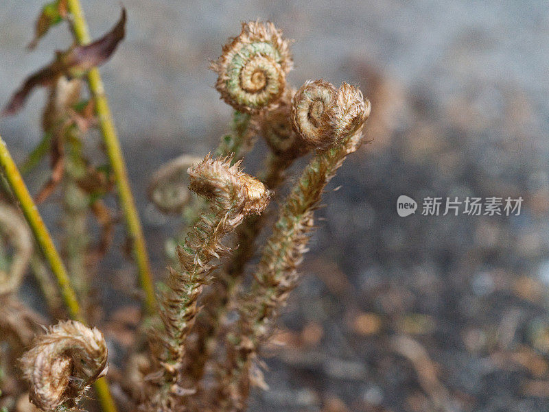 蕨类植物