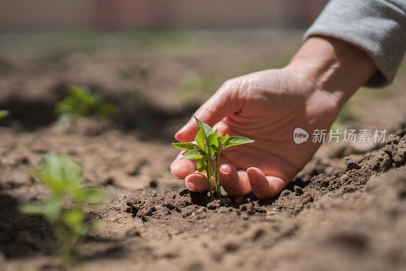 妇女农民手工在土壤中种植辣椒幼苗