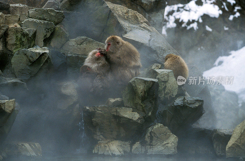 日本北海道岛，一群站在温泉中的猕猴