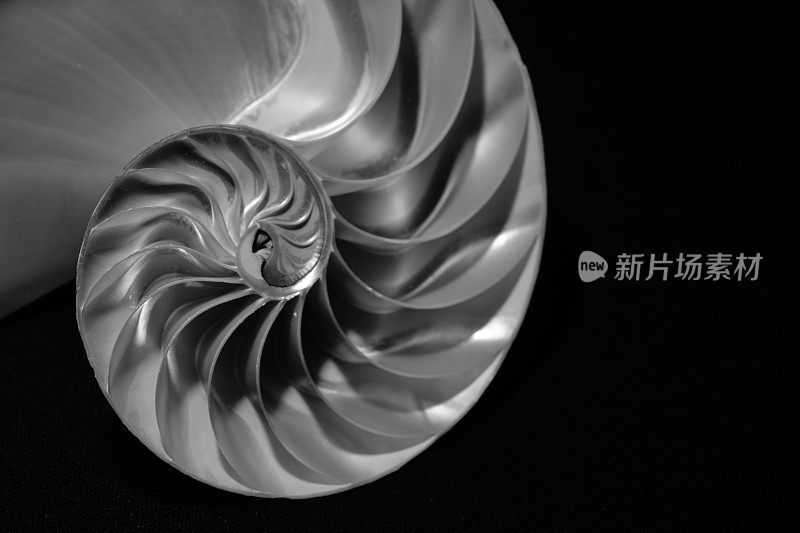 鹦鹉螺贝壳的抽象特写