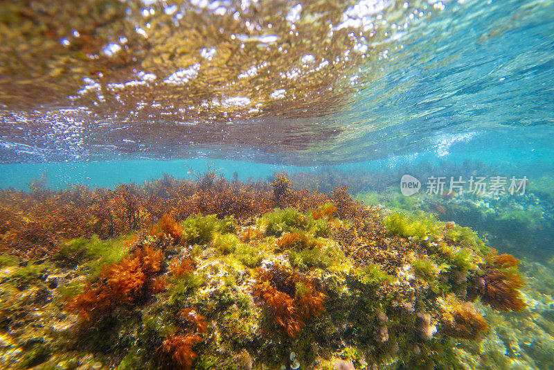 地中海水下景观珊瑚礁与鱼类