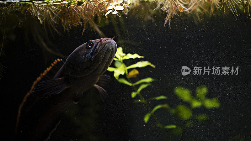 水族老挝火背鱼-黑鱼