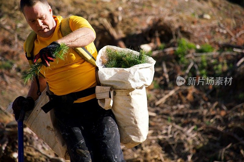 植树器种植辐射松幼苗