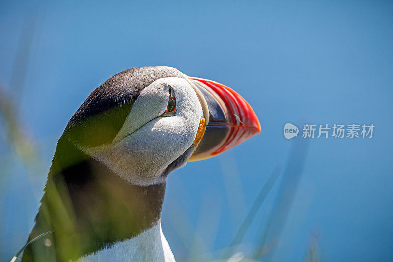 海鹦望着大海