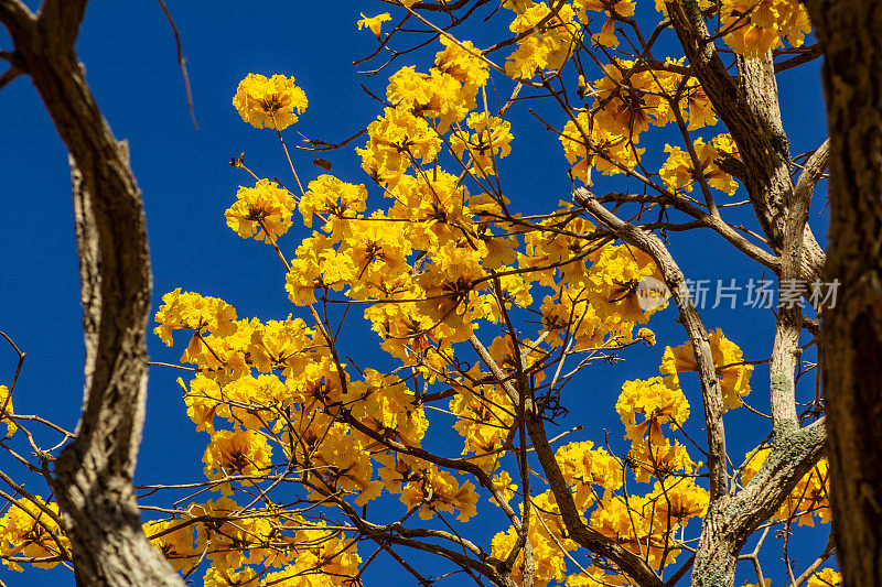 黄色印花ipe。