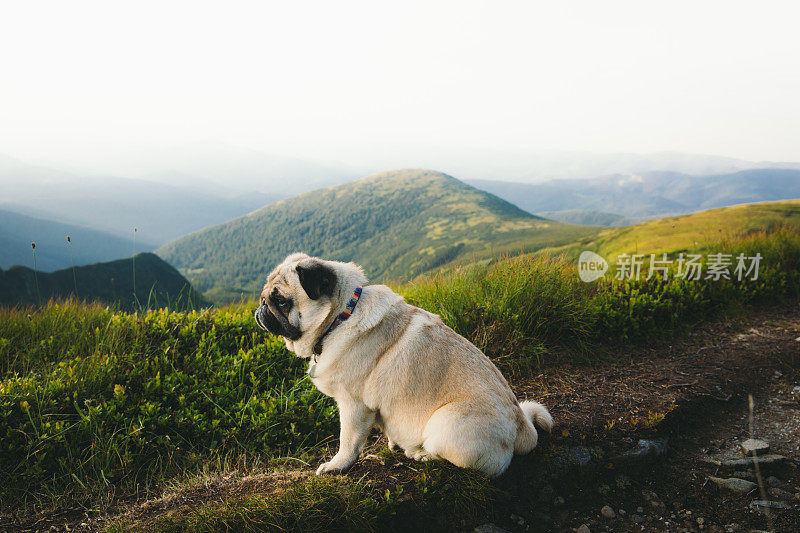 小美丽的狗享受他最好的生活看日落在山