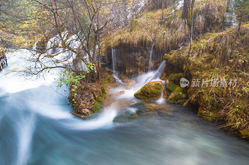 森林和树木景观纹理背景，色彩斑斓的自然景观风景亚丁，香格里拉，中国，西藏山区的秋天