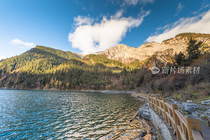 森林和树木景观纹理背景，色彩斑斓的自然景观风景亚丁，香格里拉，中国，西藏山区的秋天